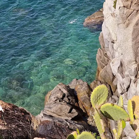 Aurora Coccorino